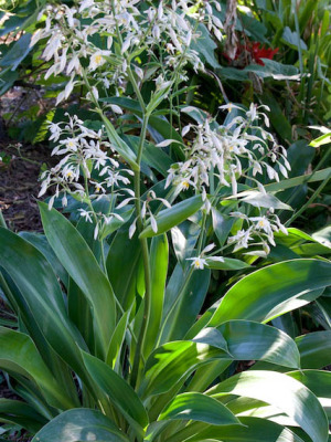 Lily n the Palm Beach Bible Garden NSW