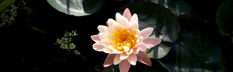 Water Lily in the Palm Beach Bible Garden