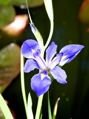 Iris sp in the Palm Beach Bible Garden