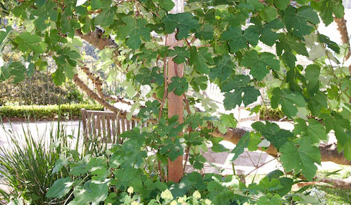 Grape Vine n the Palm Beach Bible Garden NSW